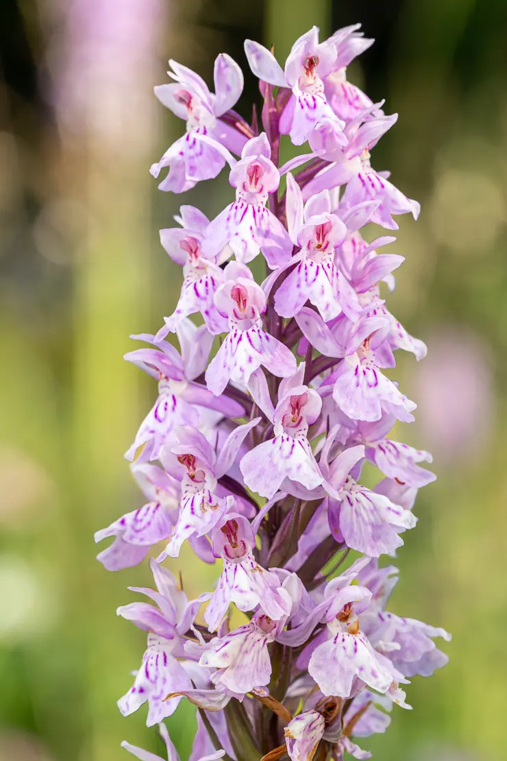 Fuchs' Geflecktes Knabenkraut (Dactylorhiza maculata ssp. fuchsii)